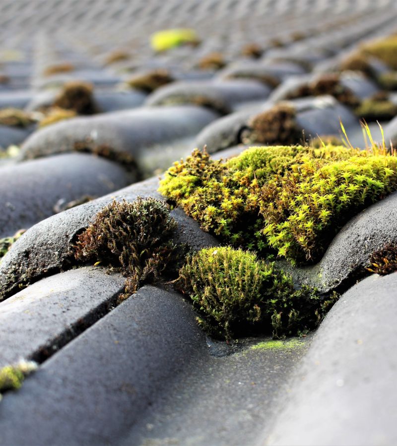 Démoussage et nettoyage  de toiture à Nogent-sur-Marne (94130) Dans le Val-de-Marne (94)